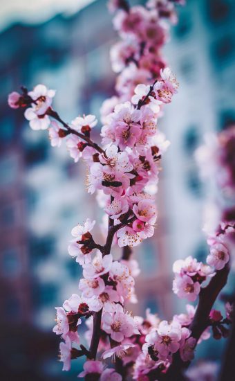 Cherry Blossoms Phone Wallpaper 03 340x550