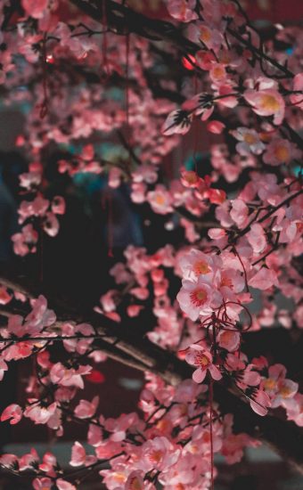 Cherry Blossoms Phone Wallpaper 07 340x550