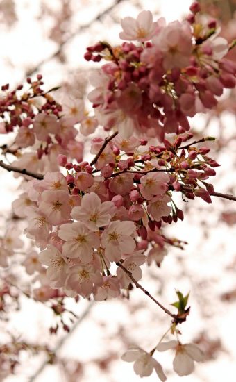 Cherry Blossoms Phone Wallpaper 08 340x550