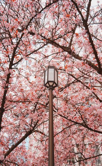 Cherry Blossoms Phone Wallpaper 12 340x550