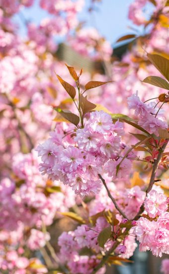 Cherry Blossoms Phone Wallpaper 13 340x550