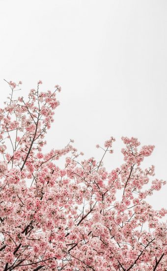Cherry Blossoms Phone Wallpaper 15 340x550