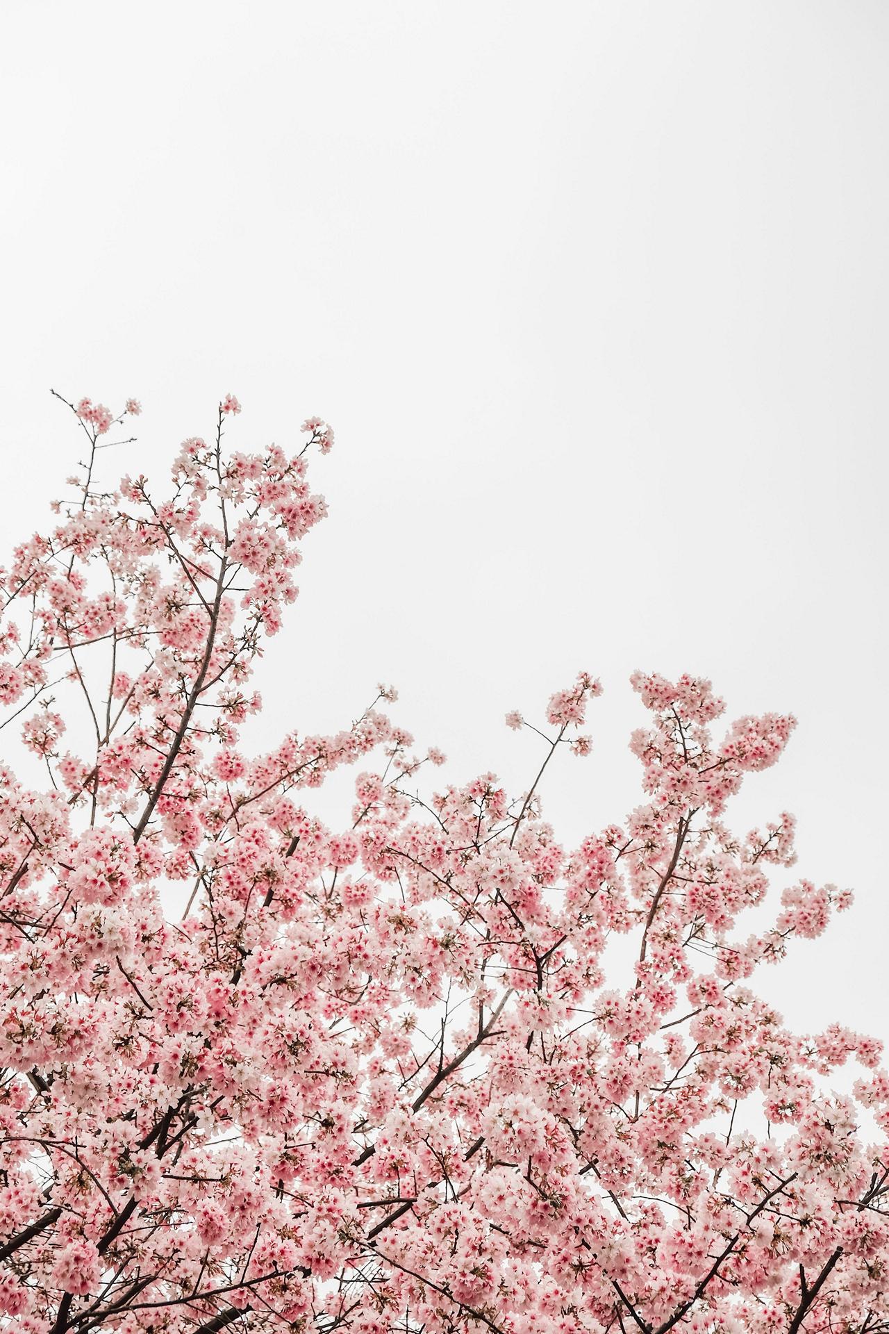 Vulcan Sakura cherry blossoms heaven tree japan lava HD phone  wallpaper  Peakpx