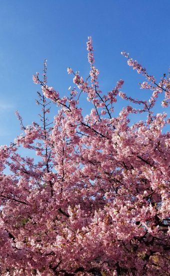 Cherry Blossoms Phone Wallpaper 16 340x550