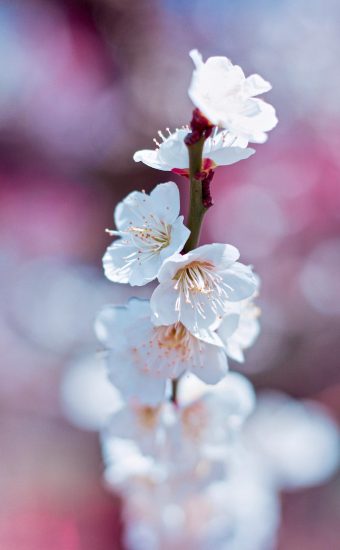 Cherry Blossoms Phone Wallpaper 19 340x550