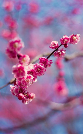 Cherry Blossoms Phone Wallpaper 20 340x550