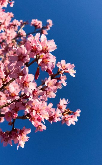Cherry Blossoms Phone Wallpaper 21 340x550