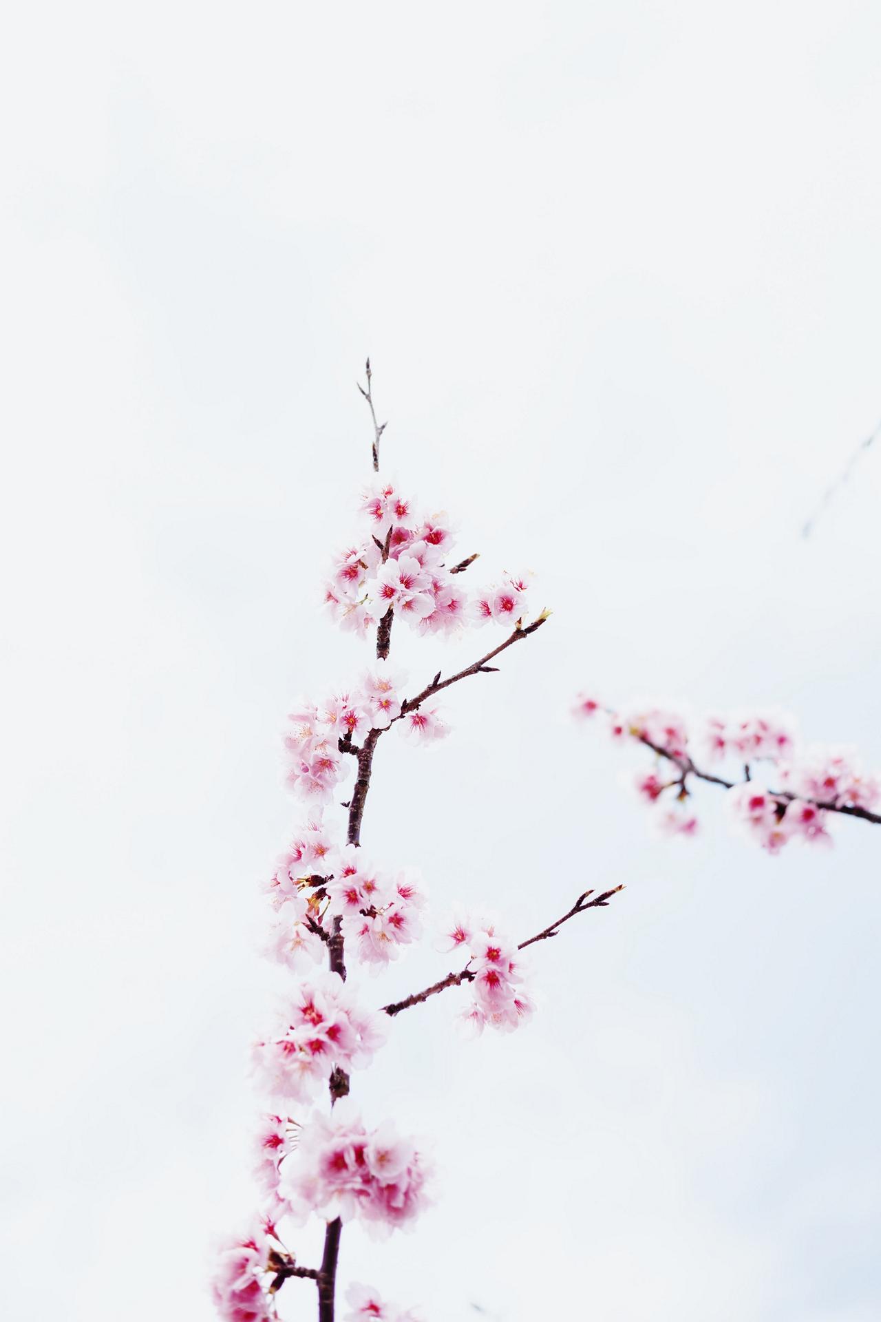 Free Japanese Cherry Blossom Smartphone Wallpapers  Barrettish