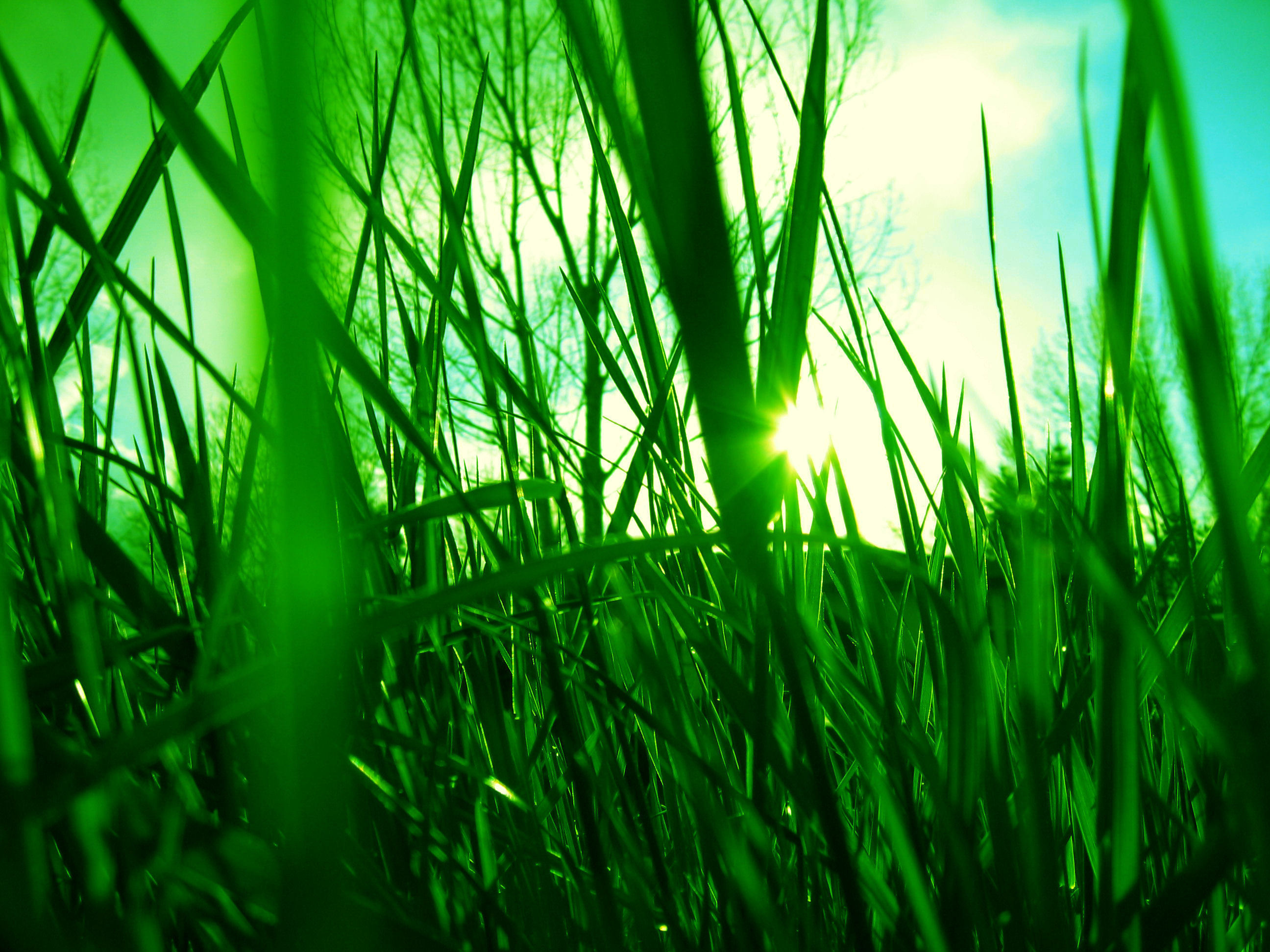 Летом было все зеленым. Зеленая трава. Сочная трава. Красивая зелень. Красивая трава.
