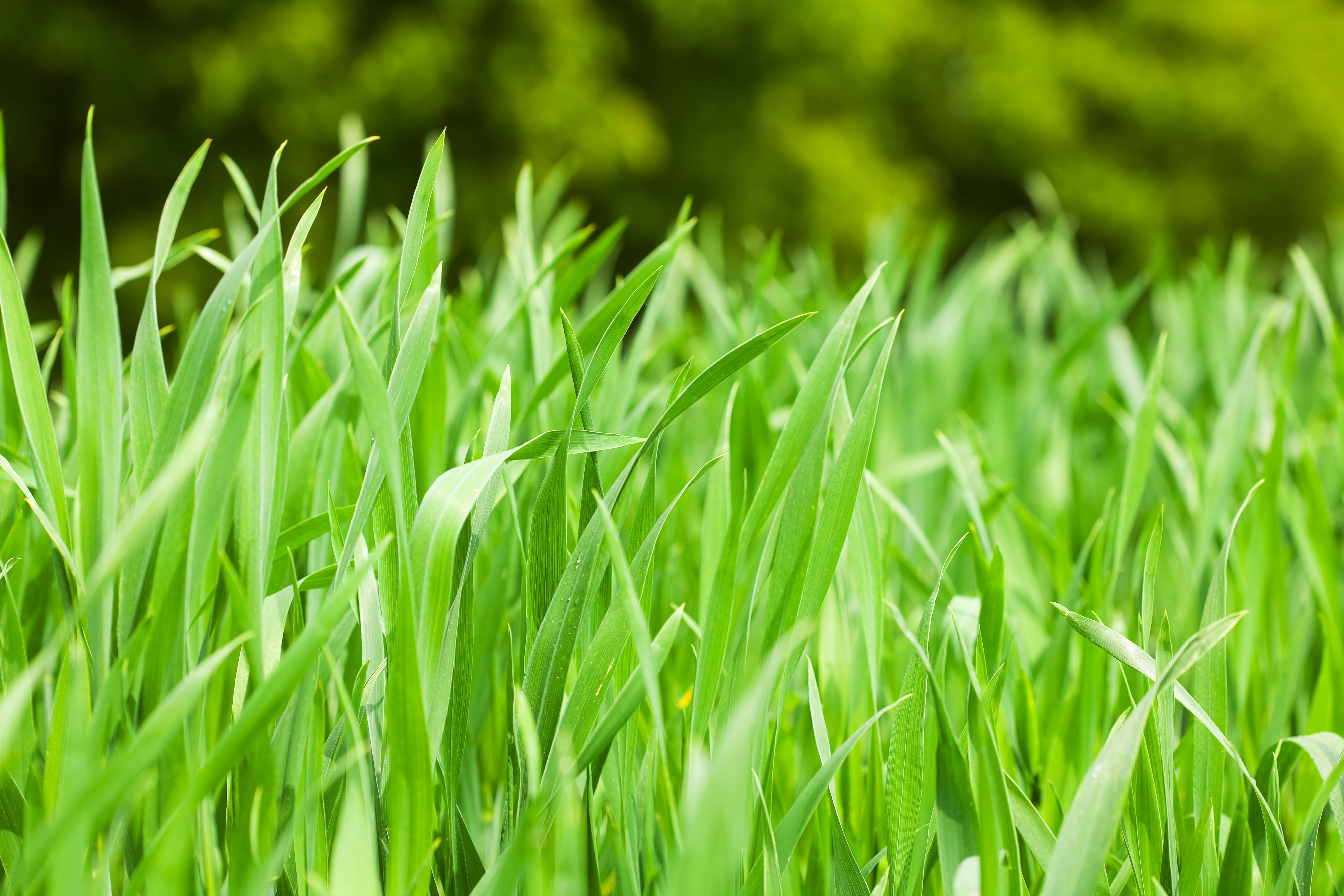 Картинка травы. Зеленая травка. Травянисто зеленый. Большая трава. Свежая трава.
