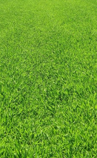 Green Grass Wallpaper 01 340x550