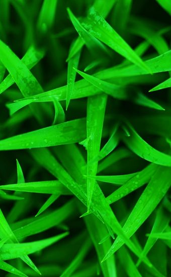 Green Grass Wallpaper 14 340x550