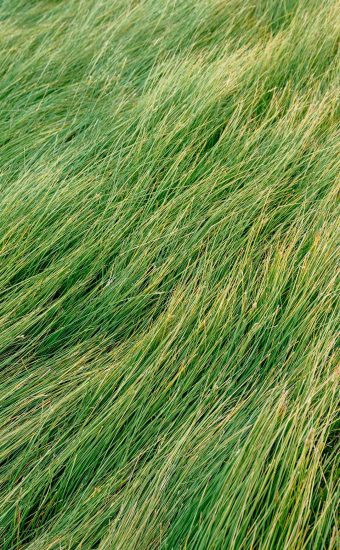 Green Grass Wallpaper 25 340x550