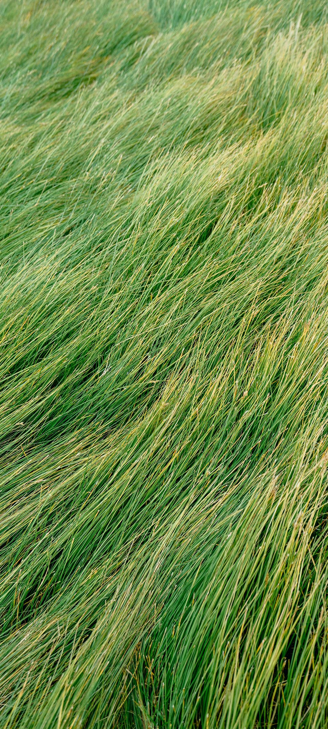 Green Grass Wallpaper - 25