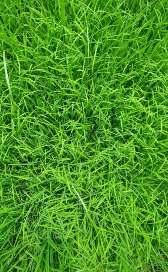 Green Grass Wallpaper 28 340x550