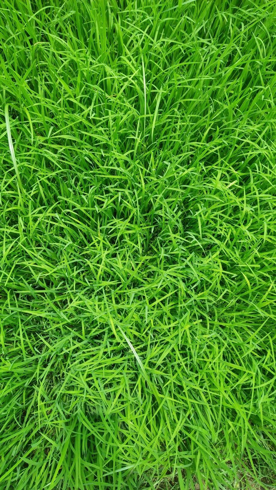 Green Grass Wallpaper - 28