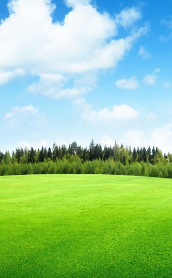 Fresh green grass background in sunny summer day Green grass meadow in a  forest at sunset Blurred bokeh summer nature background 6201820 Stock  Photo at Vecteezy