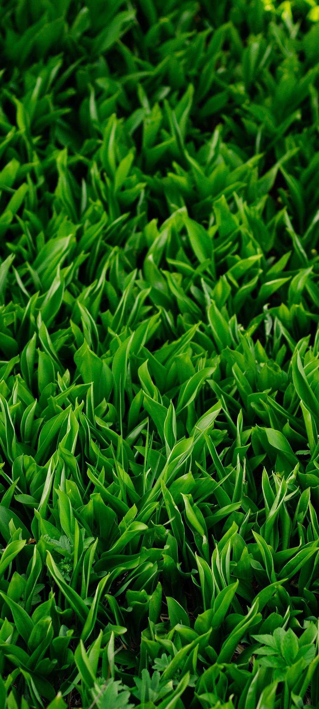 Green Grass Wallpaper - 40