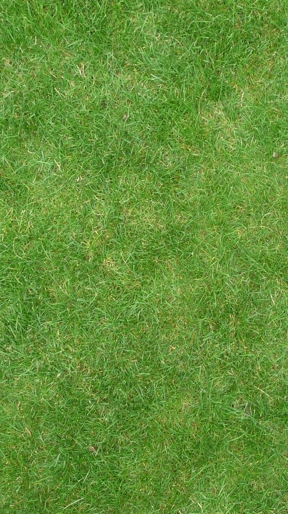 Green Grass Wallpaper 61