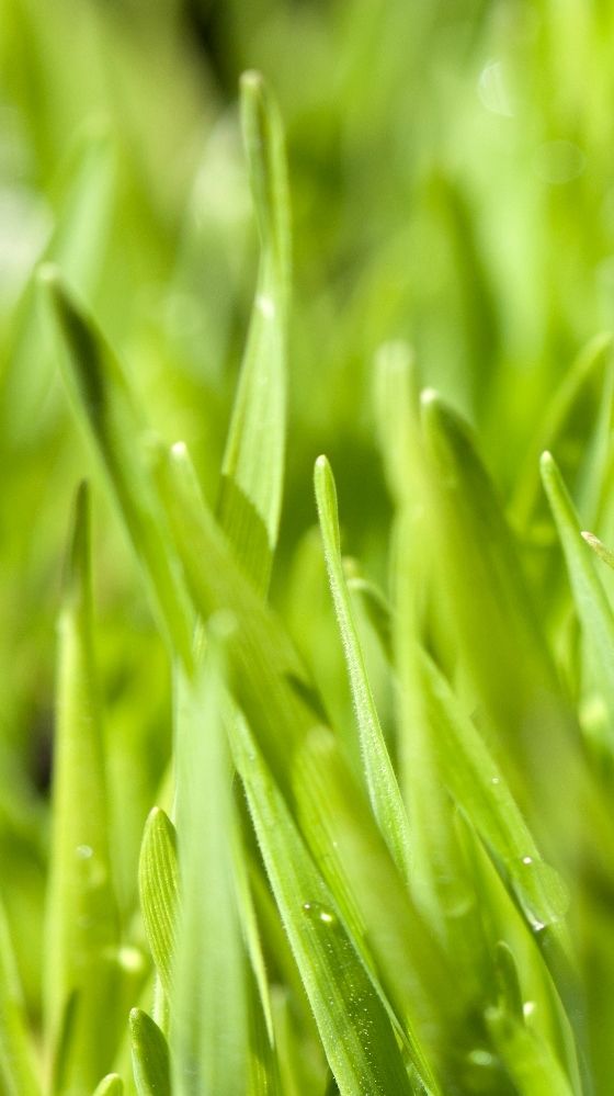Green Grass Wallpaper 72