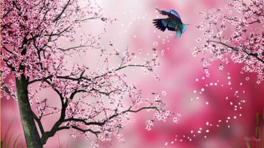 Sakura Wallpaper-6 [1920x1080]