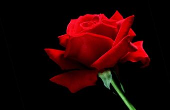 Red Rose Wallpapers Hd