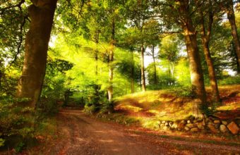 Autumn Path In Forest Wallpaper 2560x1600 2560 X 1600 340x220