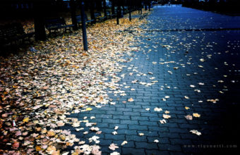 Autumn Season Leaves Fallen 1920 X 1200 340x220
