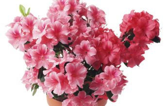 Azalea Pink Flowers 2048 x 1536 340x220