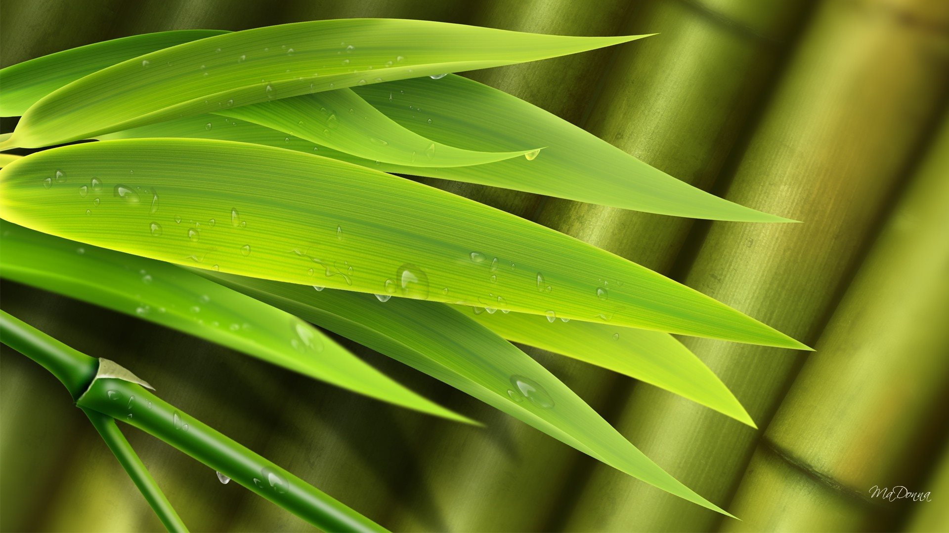 Bamboo Leaves So Bright - [1920 x 1080]