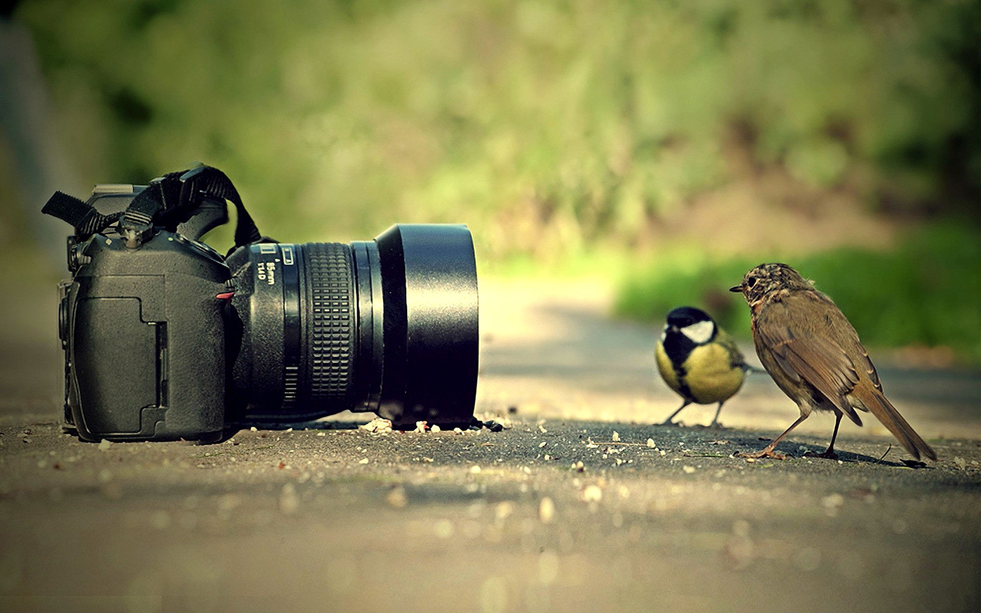 40 Nikon Wallpaper HD WallpaperSafari