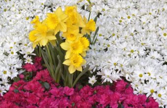 Daffodils Flowers Daisies 2560 x 1600 340x220