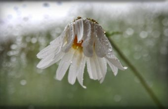 Daisy Flower Drops 1920 x 1200 340x220
