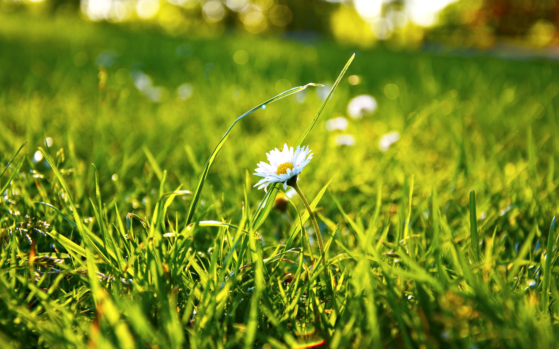 Daisy In Grass - [1920 x 1200]
