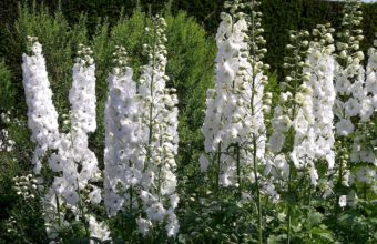Delphinium Flowers White 2000 x 1430 340x220