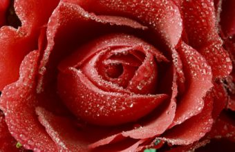 Dewy Red Rose Wallpaper 1920 x 1200 340x220