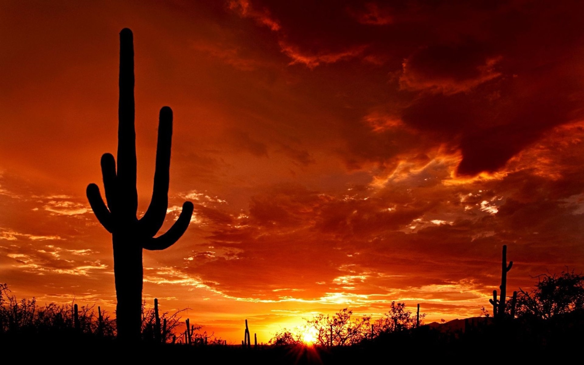 Evening Cactus Sun Sunset - [1920 x 1200]