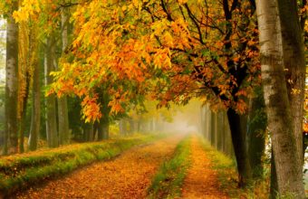 Fall Colors Walk Leaves Autumn 2048 X 1337 340x220