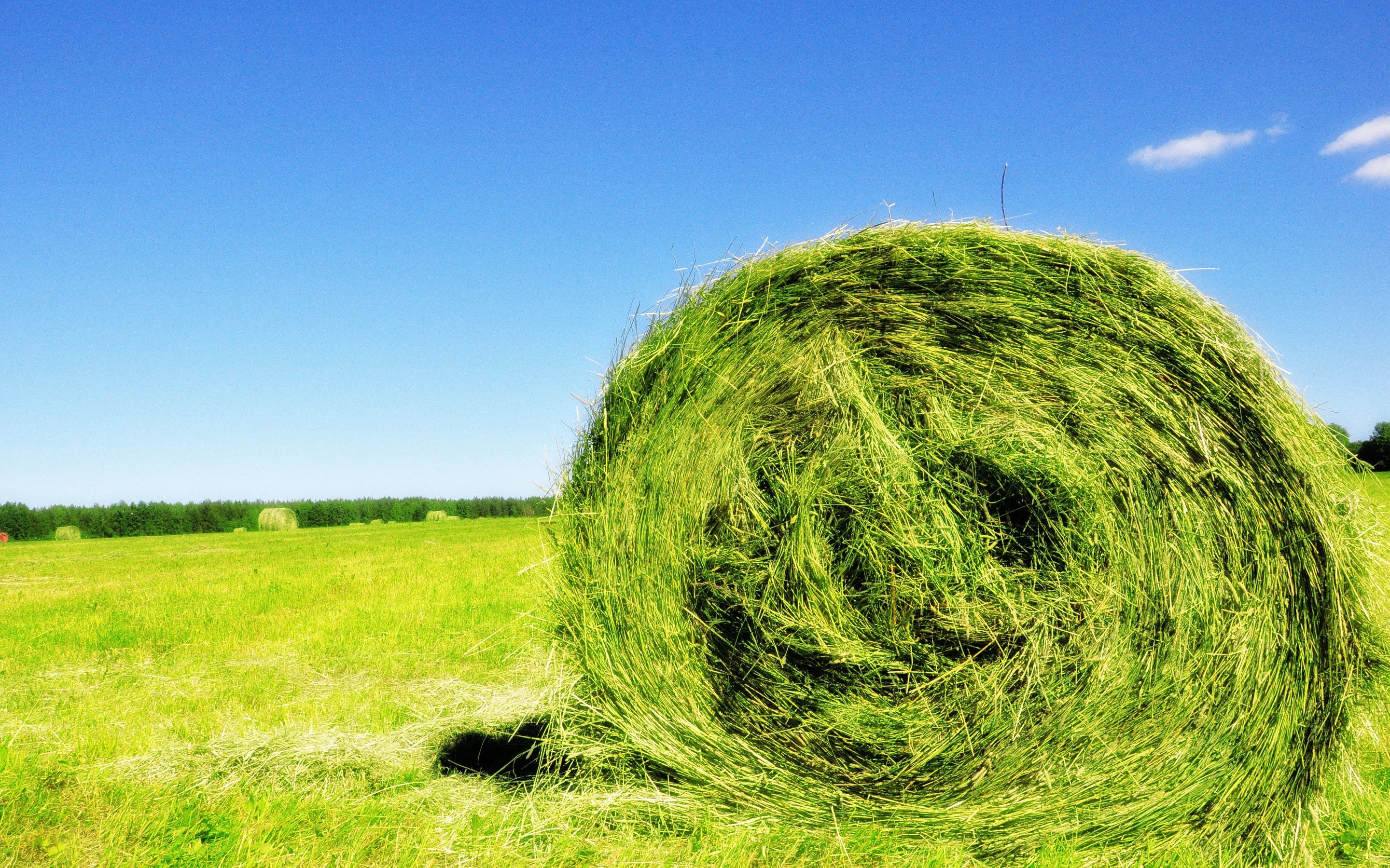 Косил сено стог сена. Сенокос свежескошенная трава. Скошенная трава. Стог травы. Сено зеленое.