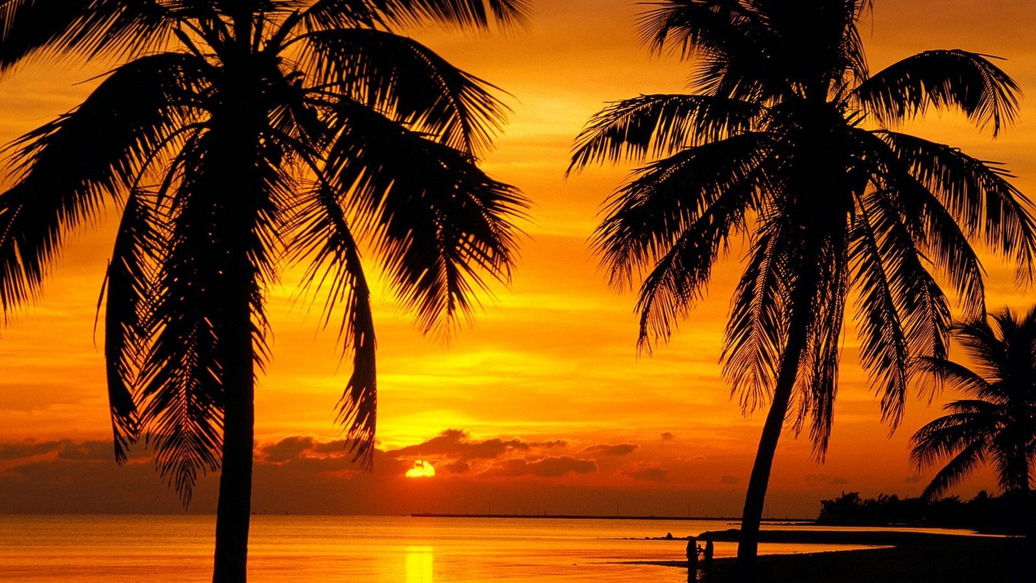 Красивейший закат у пальм без смс