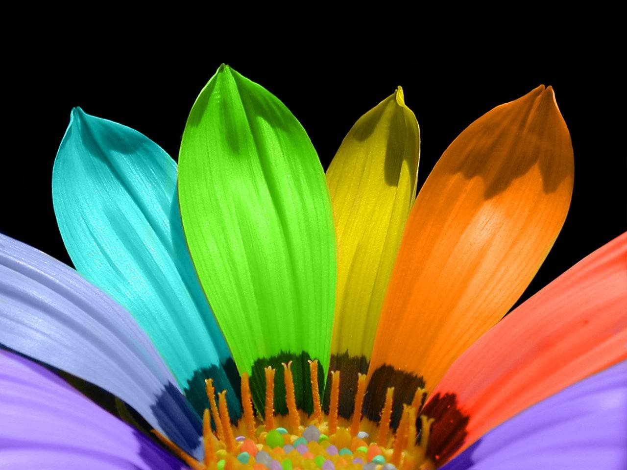 Flower Color Petals [1280 x 960]