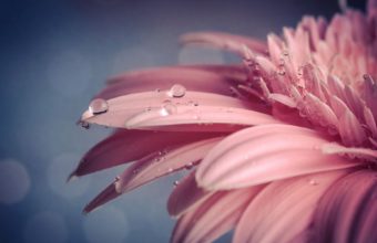 Flower Macro Water Drops Pink 1920 x 1200 340x220