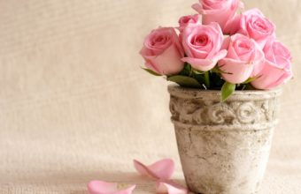 Flowers Bucket Roses Vase Pink Roses Wallpaper 2560x1600 2560 x 1600 340x220