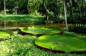 Giant Lily Pads 1920 x 1200 340x220