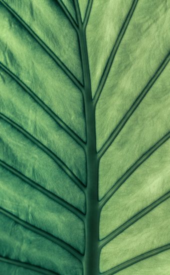Green Leaves Wallpapers HD
