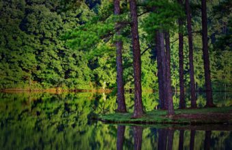 Green Trees Forest Lakes Reflections 2560 x 1600 340x220