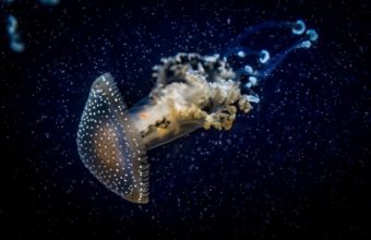 Jellyfish Underwater Dark 2048 x 1365 340x220