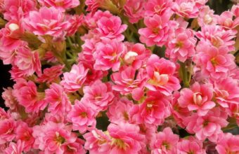 Kalanchoe Flowers Pink 1600 x 1200 340x220