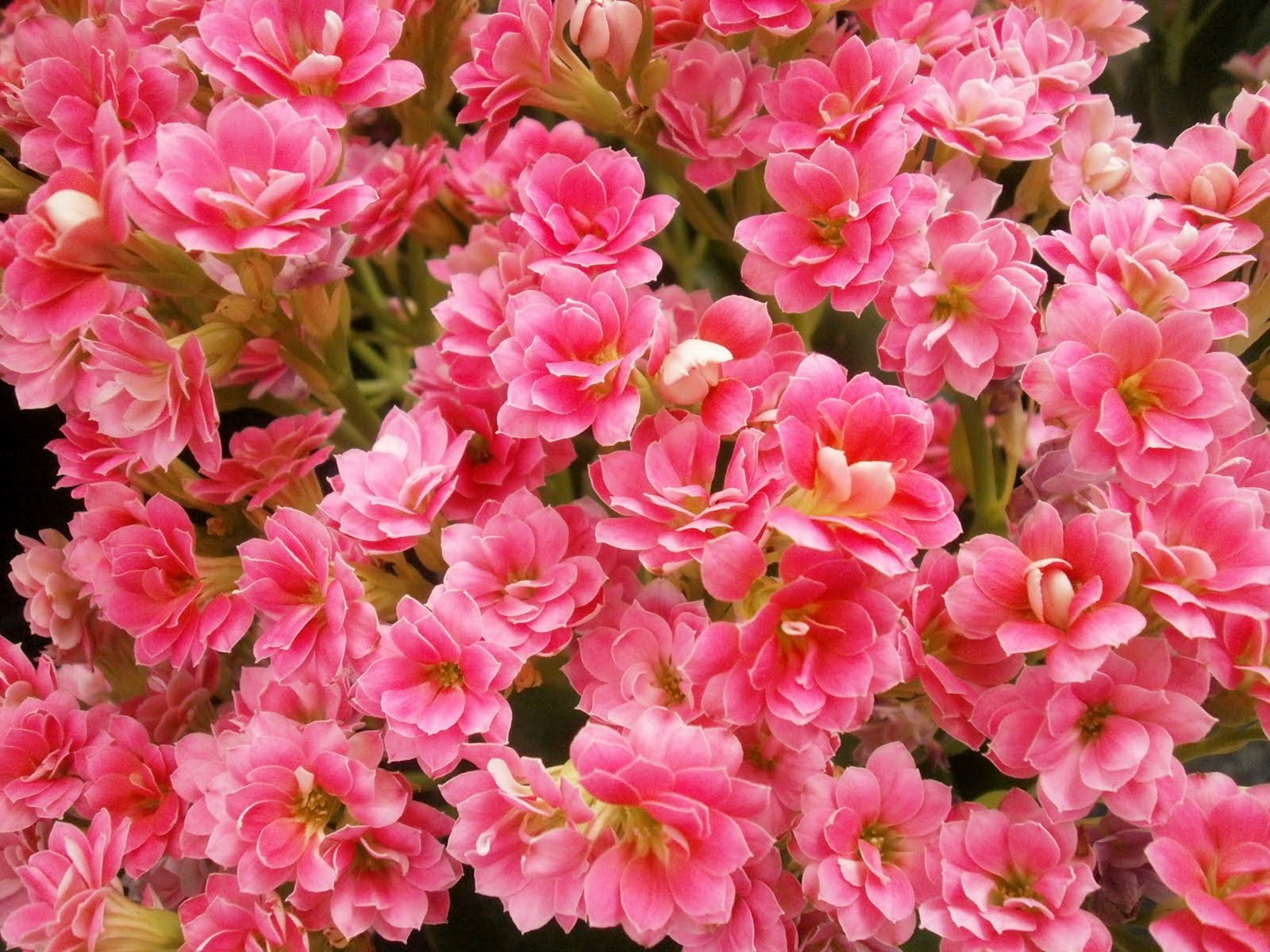 Kalanchoe Flowers Pink [1600 x 1200]