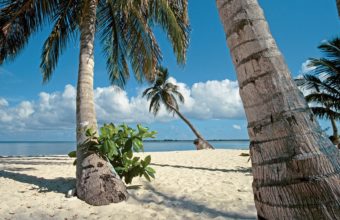 Landscapes Beach Sand Palm Trees 2560 x 1600 340x220